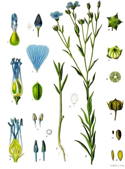 Linum Usitatissimum bitkisi